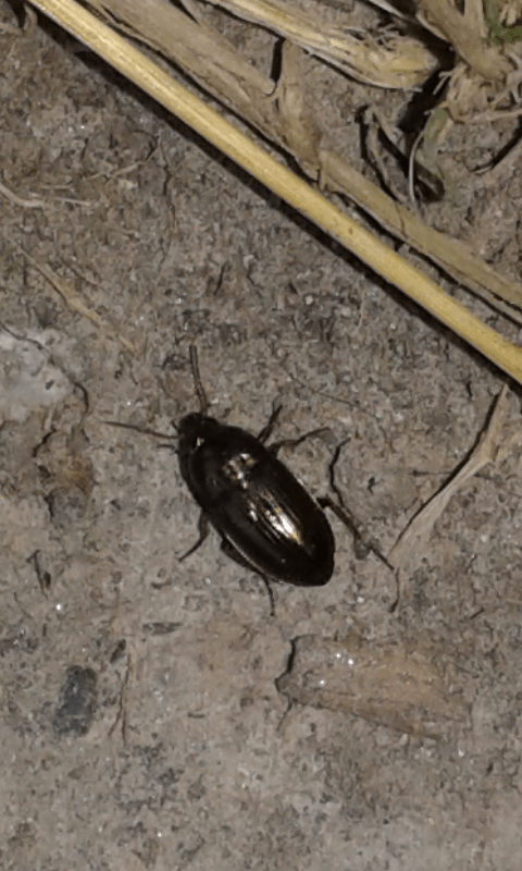 Carabidae : Amara sp.? s, Amara aenea